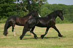 trotting horses