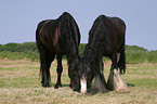 grazing horses