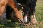 grazing horses