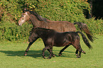 trotting horses