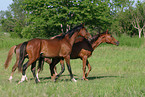 horses in the meadow