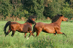 galloping horses in the meadow