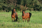 horses in the meadow