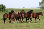 herd of horses