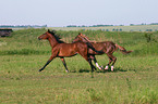 ponies in the meadow