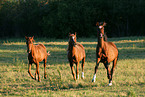 3 galloping ponies in the meadow