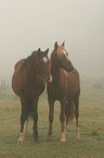 horses in a mist