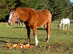 horse on meadow