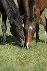 grazing horses