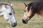 dozing horses