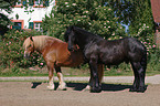 coldblood and Friesian horse