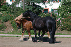 coldblood and Friesian horse