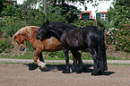 coldblood and Friesian horse