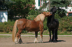 coldblood and Friesian horse