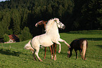 horses