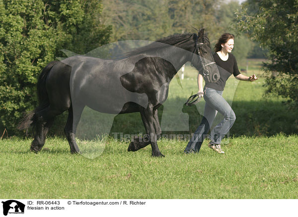 Friese in Bewegung / friesian in action / RR-06443