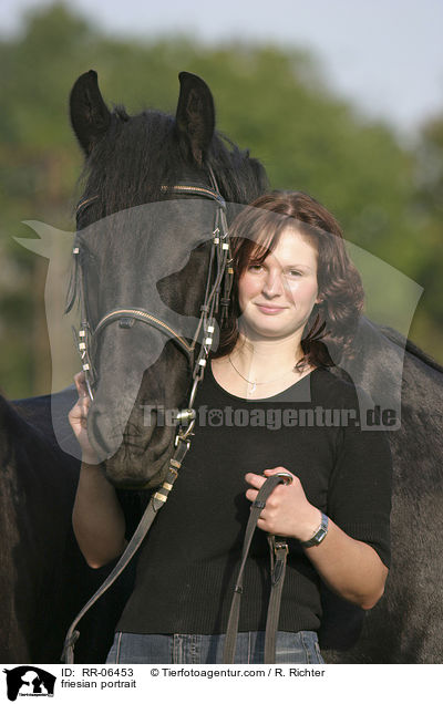 friesian portrait / RR-06453