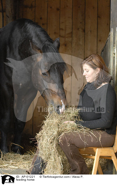 Pferd wird gefttert / feeding horse / AP-01221