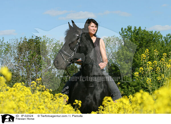 Friese im Raps / Friesian Horse / IP-02024