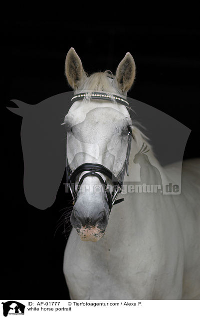 white horse portrait / AP-01777