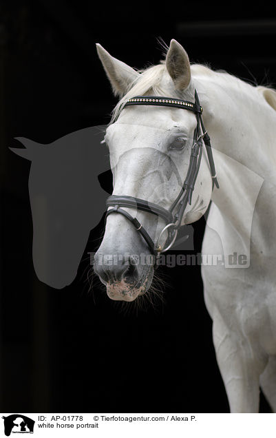 white horse portrait / AP-01778