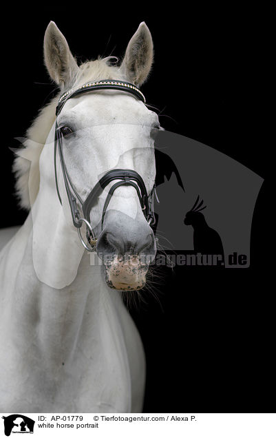 Orlow Traber Portrait / white horse portrait / AP-01779