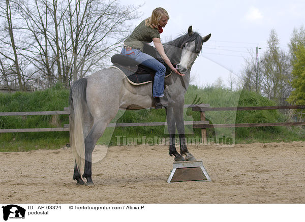 Pferd auf Podest / pedestal / AP-03324