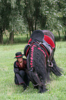 Frisian horse