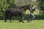 friesian in action
