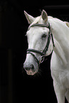 white horse portrait