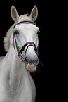 white horse portrait