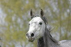 Shagya Arabian Horse Portrait