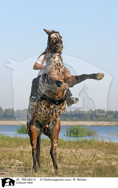 Pferd steigt auf Kommando / Leisure rider / RR-08213