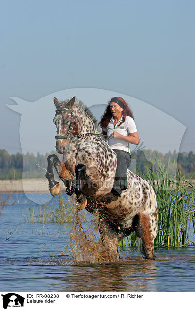 Pferd steigt auf Kommando / Leisure rider / RR-08238