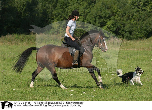 Frau reitet Deutsches Reitpony und wird von Hund begleitet / woman rides pony accompanied by a dog / SS-05468