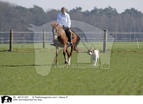 rider accompanied by dog / AP-01301
