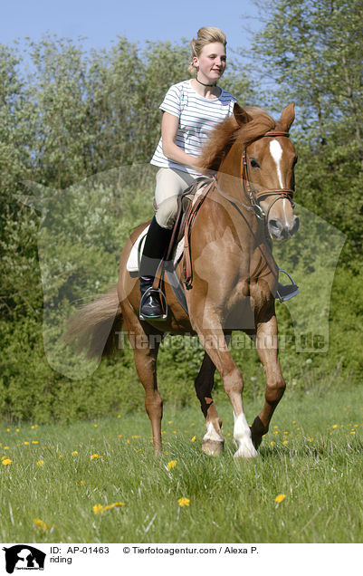 riding / AP-01463