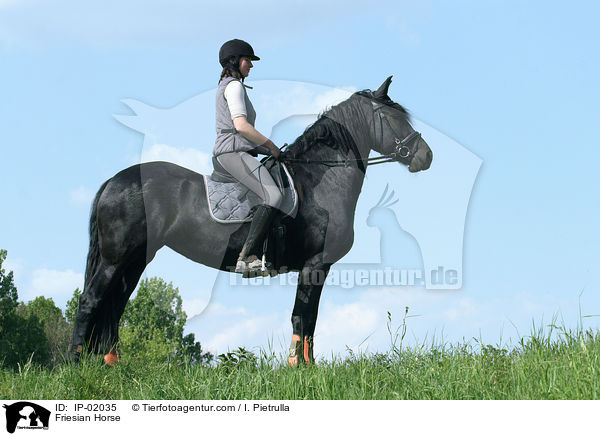 Friese / Friesian Horse / IP-02035