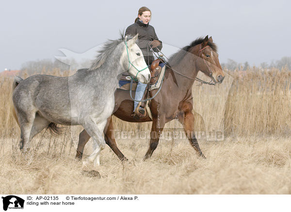 reiten mit Handpferd / riding with near horse / AP-02135