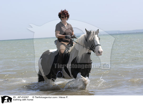 mit Pferden baden / bathing with horse / AP-03097