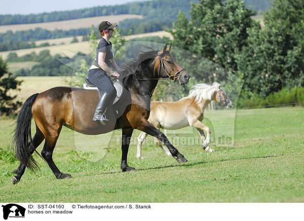 Pferde auf der Weide / horses on meadow / SST-04160