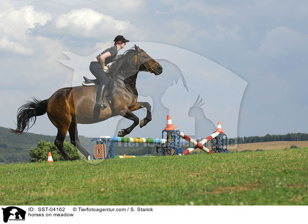 Pferde auf der Weide / horses on meadow / SST-04162