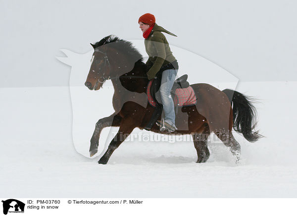 reiten im Schnee / riding in snow / PM-03760