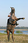 Leisure rider