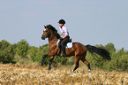woman rides German Riding Pony on stubblefield