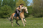 woman rides Haflinger horse