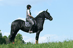 Friesian Horse