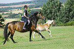horses on meadow