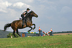 horses on meadow