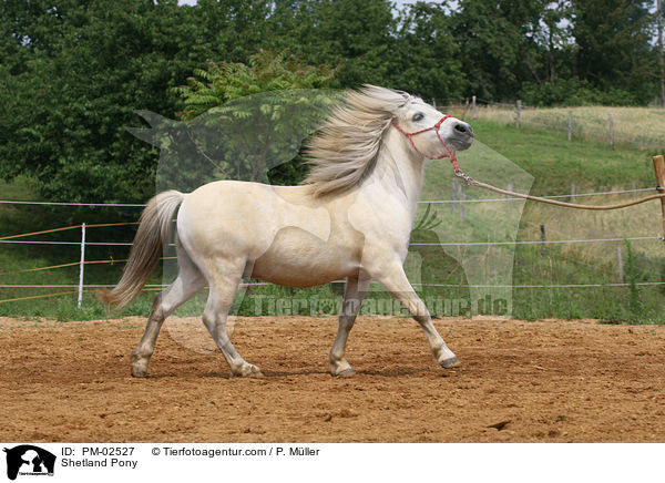 Bodenarbeit / Shetland Pony / PM-02527